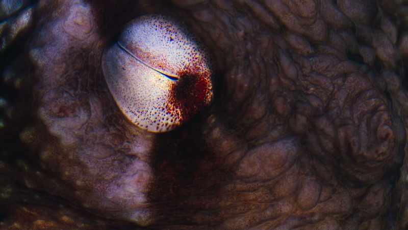 But when the world's most intelligent invertebrate