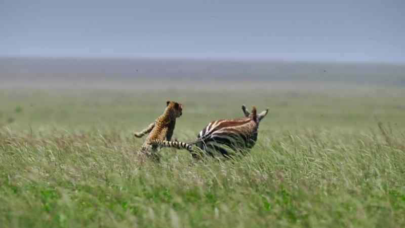 But the zebra is too strong