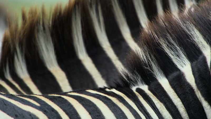 But, when the zebras move, the stripes create confusion
