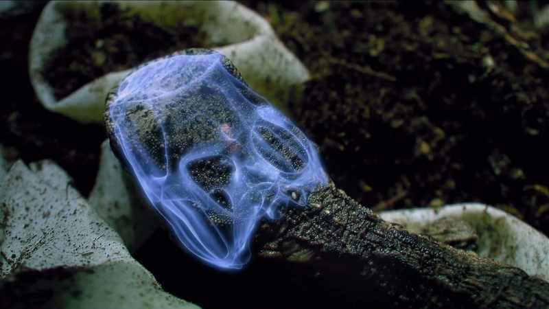 But their large skulls do contain a remarkable third eye
