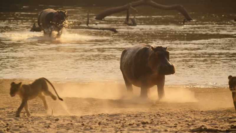 But their smallest cub needs to learn when to fight and when to flee