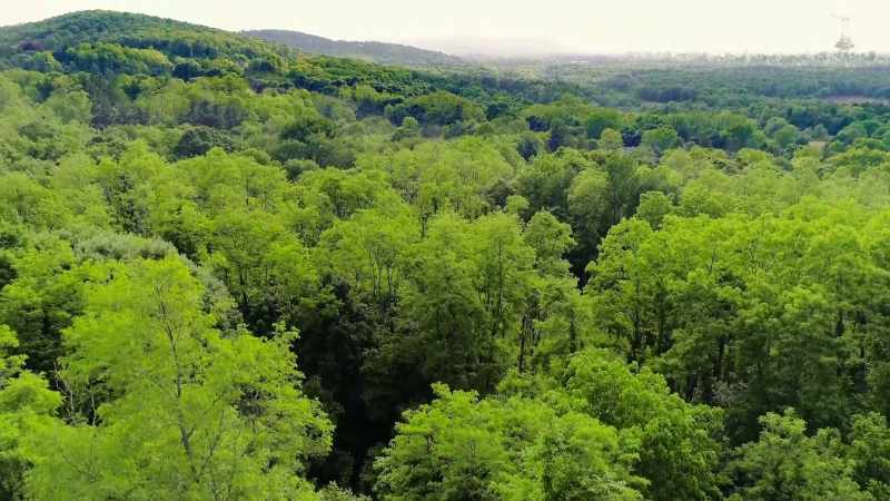 But then, we partnered with the trees and the plants