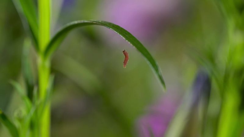 But then, the caterpillars do something seemingly suicidal