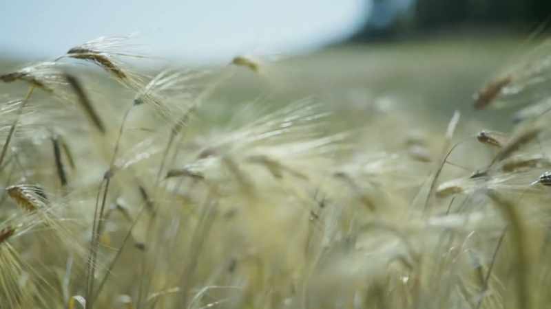 But there are plants that have found a deeper partnership with us