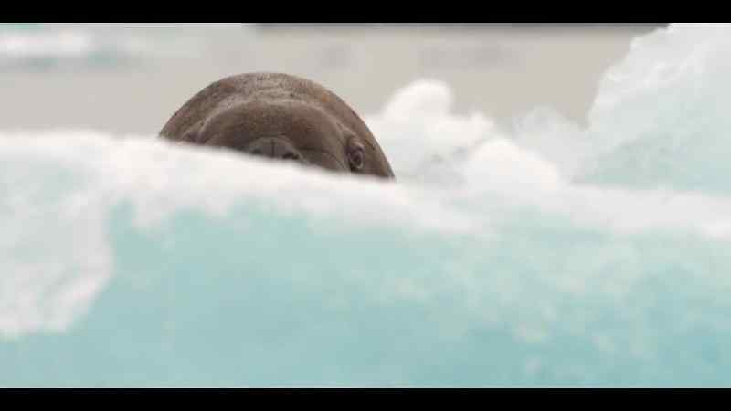 But there comes a time when every male walrus