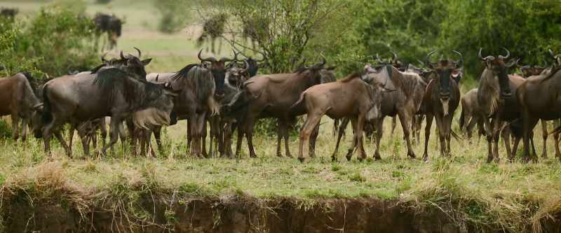 But if there is one rule in the Serengeti