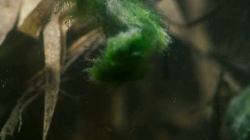 But there is one way for the Marimo to escape from the danger