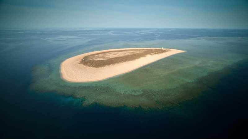 But there's no trees on Raine Island