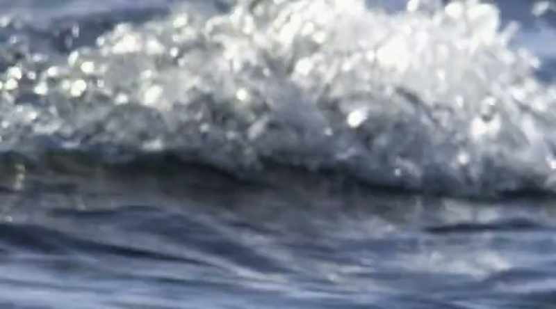 But there's another shark whose bite is still a mystery