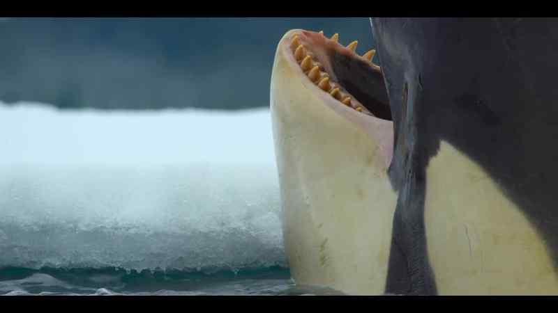 But these are not any old killer whales