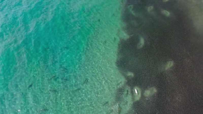 But these attacks have little effect on the immense shoals