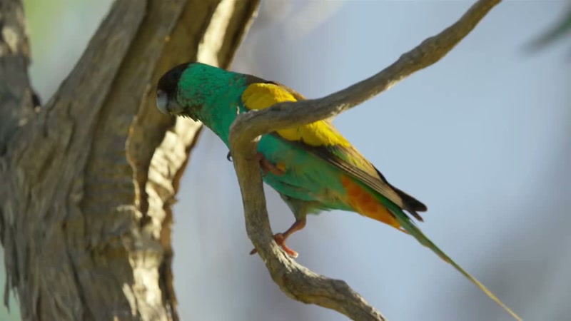 But these clever parrots have an advantage