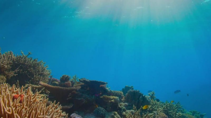 But these coral cities are fragile