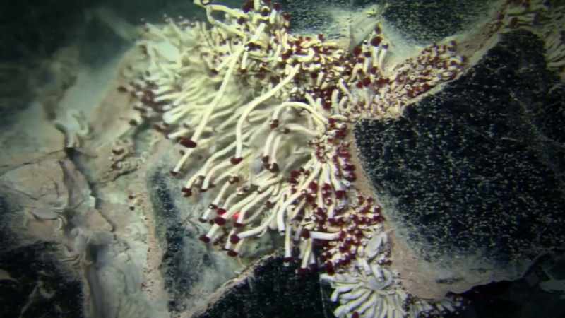 BUT THESE STRANGE MARINE CREATURES ARE TOO SMALL