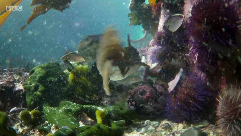 But these tough-skinned little sharks are small enough