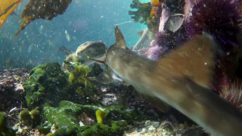 But these tough-skinned little sharks