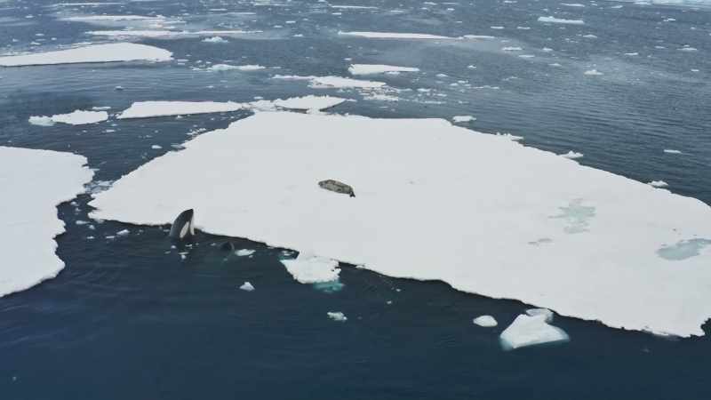 But if they are to catch a seal resting on