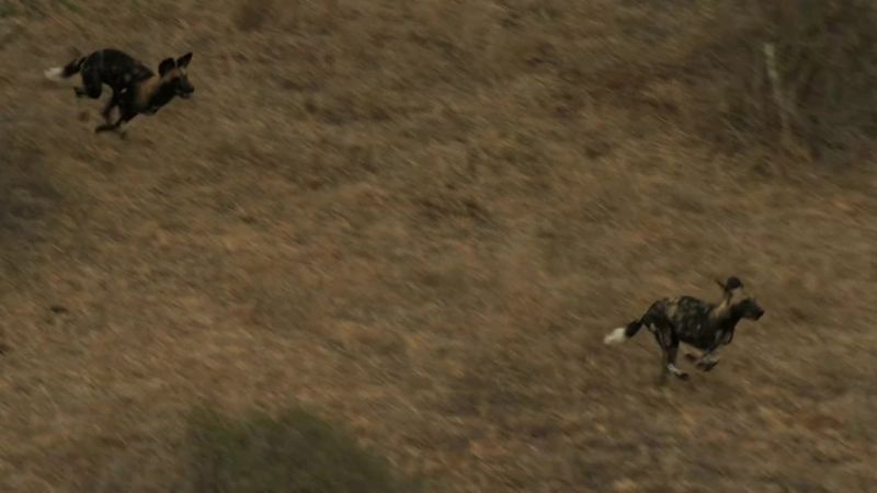 But they've picked the wrong impala!