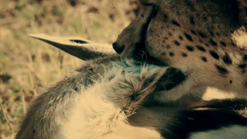 BUT THIS CREATURE GOES ONE STEP FURTHER THAN ANY BIG CAT