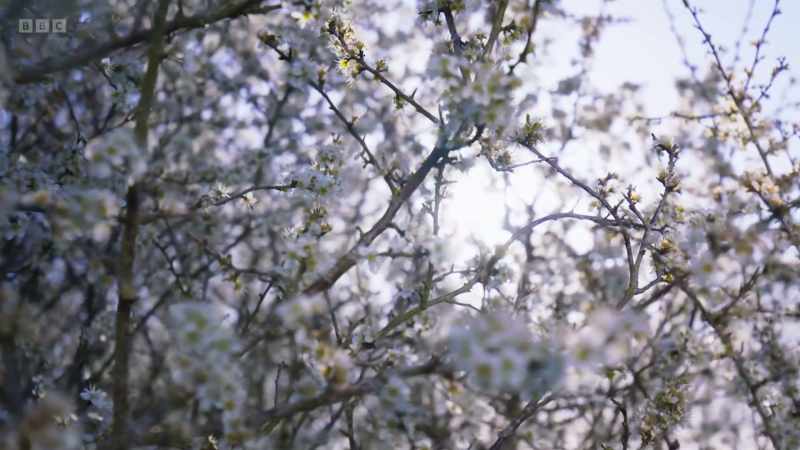 But while those on the ground take centre stage - the trees above