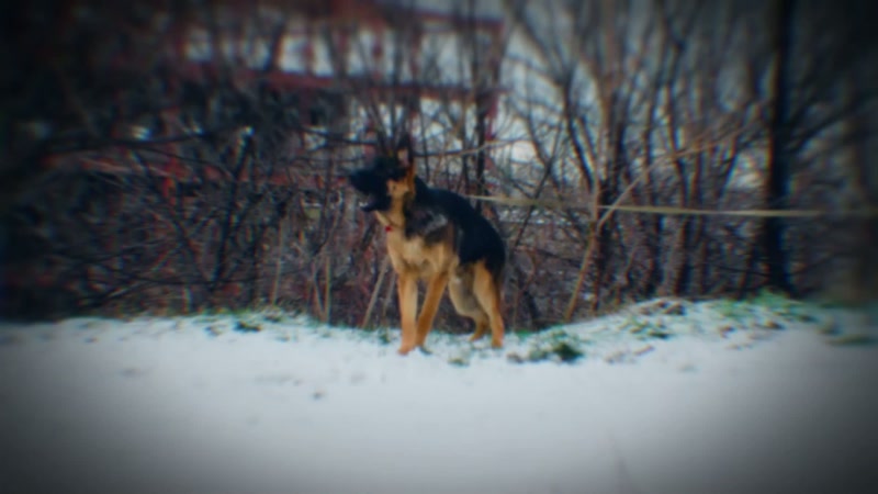 But even though the K9 unit picks up on something suspicious
