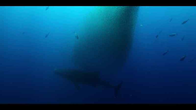 But this time, the tuna won't let them find it