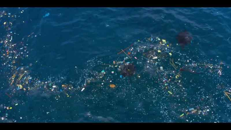 But today, as they filter feed on plankton