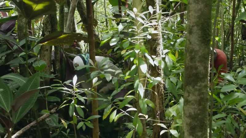 But unfortunately, this plant can spread to places impossible