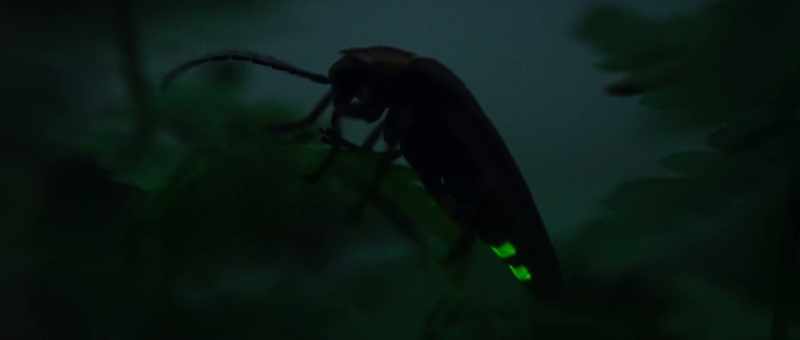 But using light to communicate is inherently risky