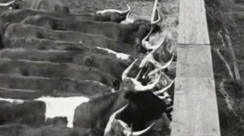 But this war proved that shipping meat and goods across