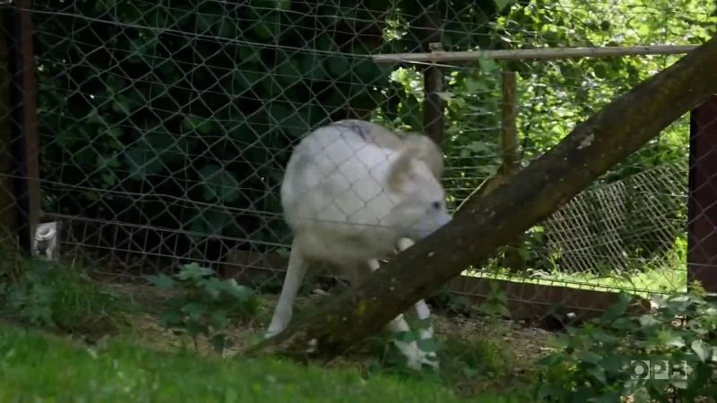 But what about a wolf?