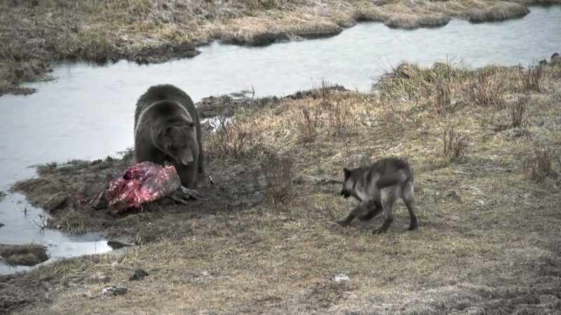 But what blacktail lacks in experience