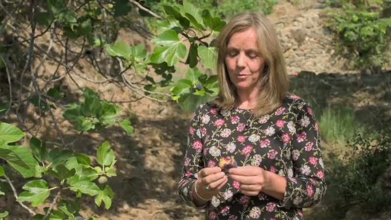 But what they do with a dried fig
