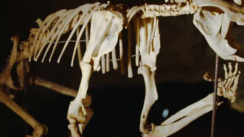 But why were these giant animals only found in Australia?
