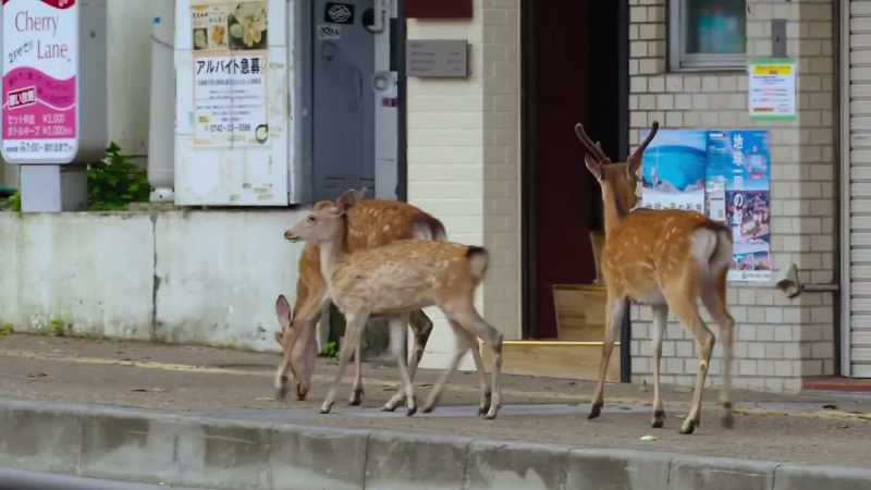 But where will they find food in this urban sprawl?