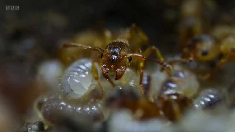 But will the other ants accept the caterpillar as a queen?