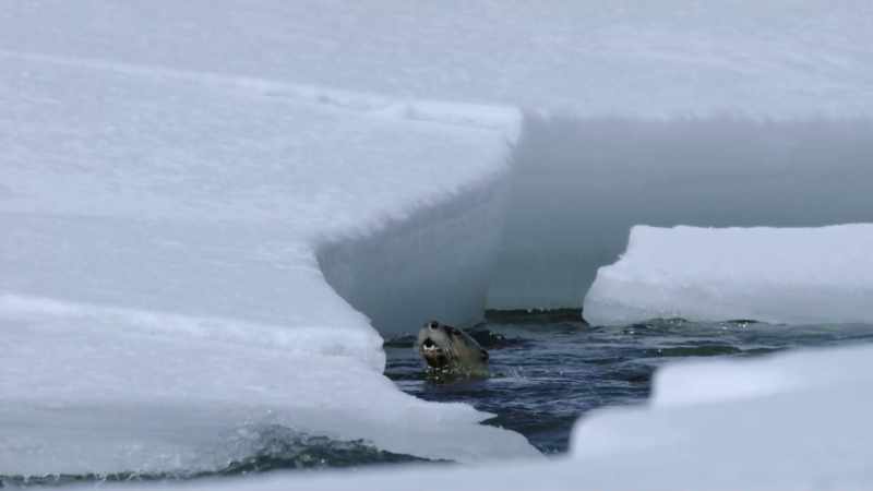 But with every fish they pull from the icy depths