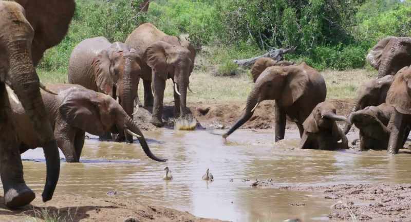 But with the water level dropping and a hot herd