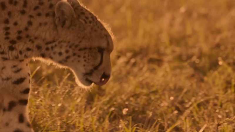 But with two cubs to feed