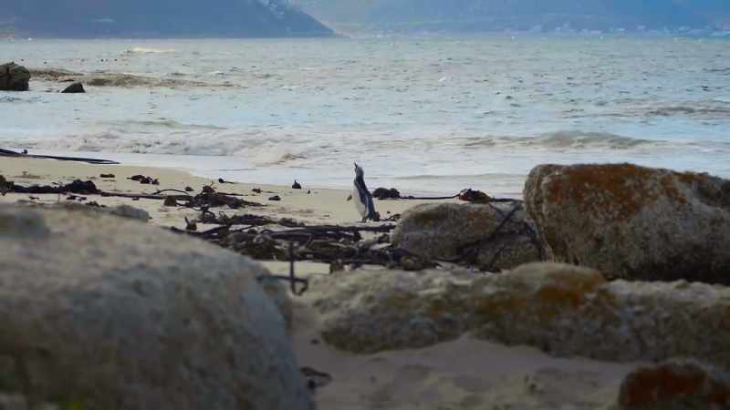 But this year, the beach is deserted
