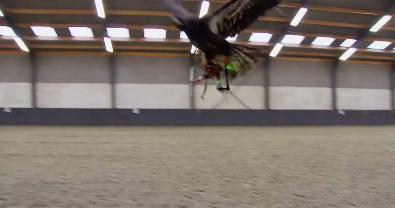 But if you haven't got an eagle handy, don't worry