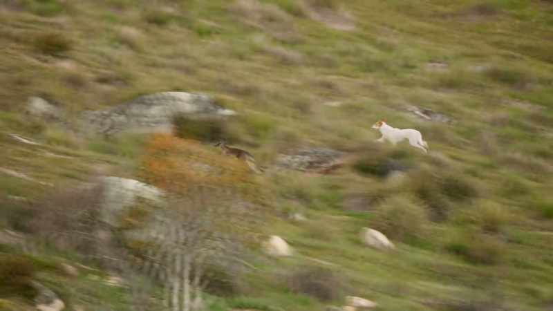 But even young, newly independent kangaroos seem uncatchable