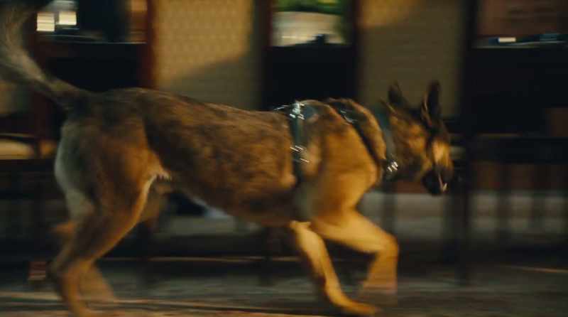 But you're security, you can't even stop a dog!