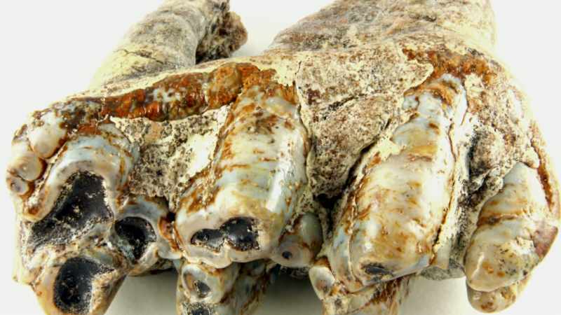 Butchered mastodon bones were found accompanied by man-made tools