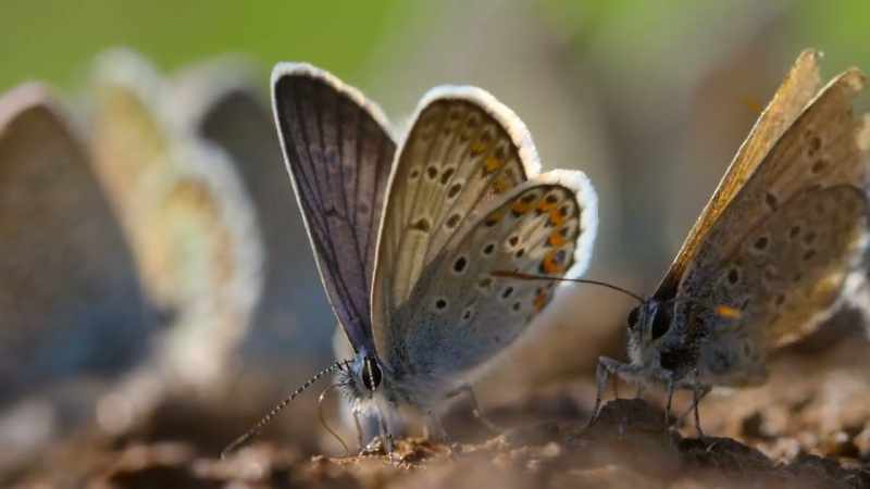 Butterflies are abundant