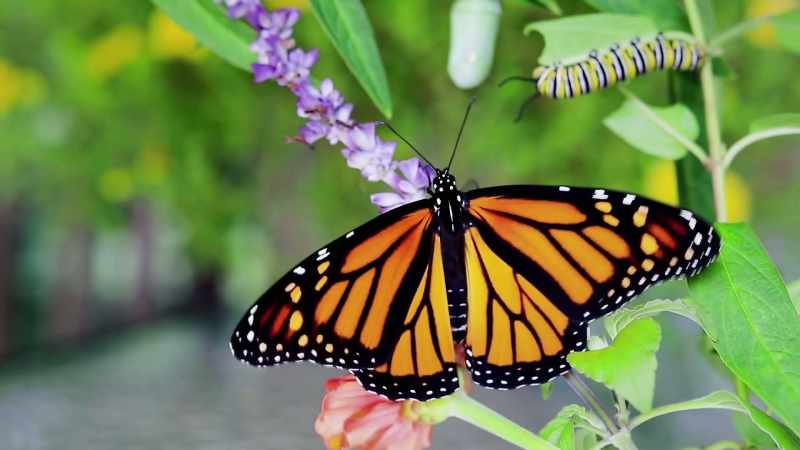 Butterflies like to have everything out in the open