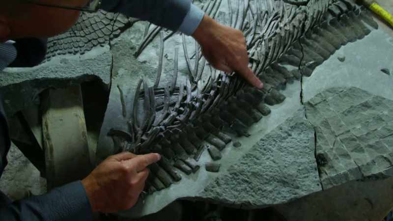 By analyzing its bones we've been able to work out