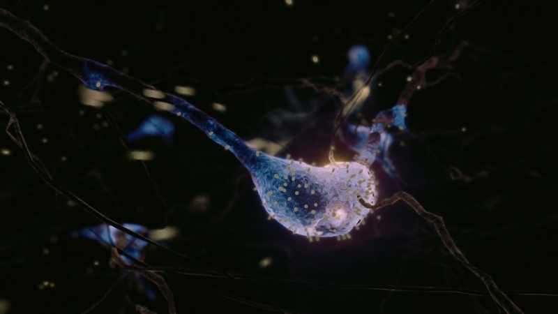 By attacking the nerve cells