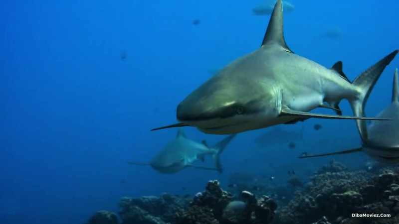 By day, gray reef sharks hang in the current