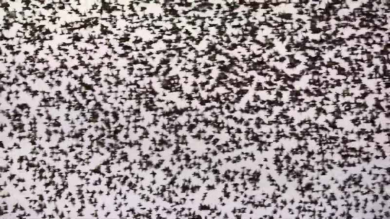 By gathering in huge flocks